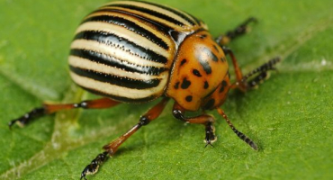 Návod k použití, jak zpracovat okurky s fitovermem